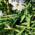 Ipheion uniflorum Hábito