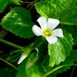 Oxalis incarnata Leaf