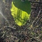 Smilax tamnoides Blatt