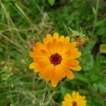 Calendula stellataŽiedas