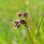 Luzula campestris Fruit