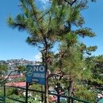 Pinus kesiya Levél