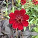 Cosmos atrosanguineus Flower