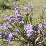 Sisyrinchium platense Λουλούδι