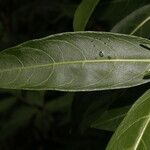 Cestrum glanduliferum Leaf
