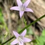 Campanula rapunculusÕis