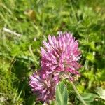 Trifolium pratenseКветка