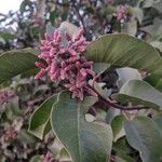 Rhus ovata Flower