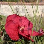 Hibiscus grandiflorus Цвят