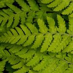 Dryopteris expansa Leaf