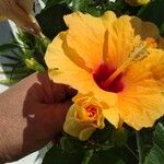 Hibiscus ovalifolius Цветок