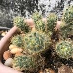 Mammillaria prolifera Fuelha