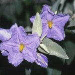 Solanum hindsianum Flower