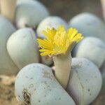 Lithops ruschiorum 花