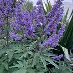 Vitex agnus-castusKvět