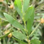 Acacia longifolia Leaf