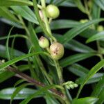 Sarcococca saligna موطن