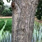 Populus x canadensis Bark