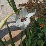 Gladiolus callianthus ফুল