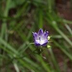 Campanula rhomboidalisЦвят