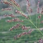 Calamagrostis pseudophragmites Otro