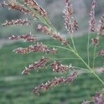 Calamagrostis pseudophragmites Цвят