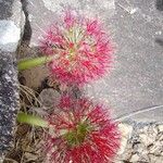Scadoxus multiflorus Цветок