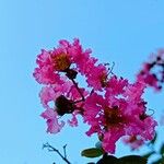 Lagerstroemia indica花