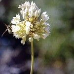 Allium pallens 花