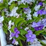 Brunfelsia paucifloraফুল