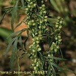 Artemisia biennis പുഷ്പം