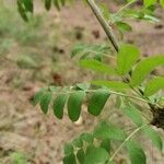 Caragana arborescens Φύλλο