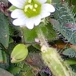 Cerastium diffusum Fula