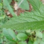 Verbena urticifolia Liść