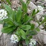 Arabis ciliata पत्ता