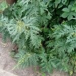 Urtica cannabina List