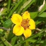 Sclerocarpus divaricatus Flor