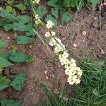 Sisyrinchium striatum Fleur