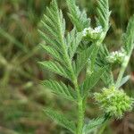 Torilis nodosa Leaf