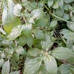 Parietaria officinalis Leaf