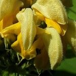 Phlomis russeliana 花