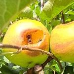 Malus domestica Fruit