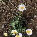 Ranunculus amplexicaulis Flower