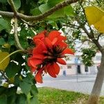 Erythrina caffra Flor