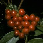 Cordia nodosa Frucht