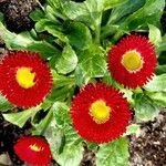 Bellis rotundifolia Habit
