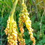 Panicum miliaceum Frucht