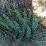 Euphorbia paralias Hoja