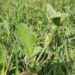 Cucumis engleri Leaf