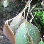 Lepanthes fimbriata 葉